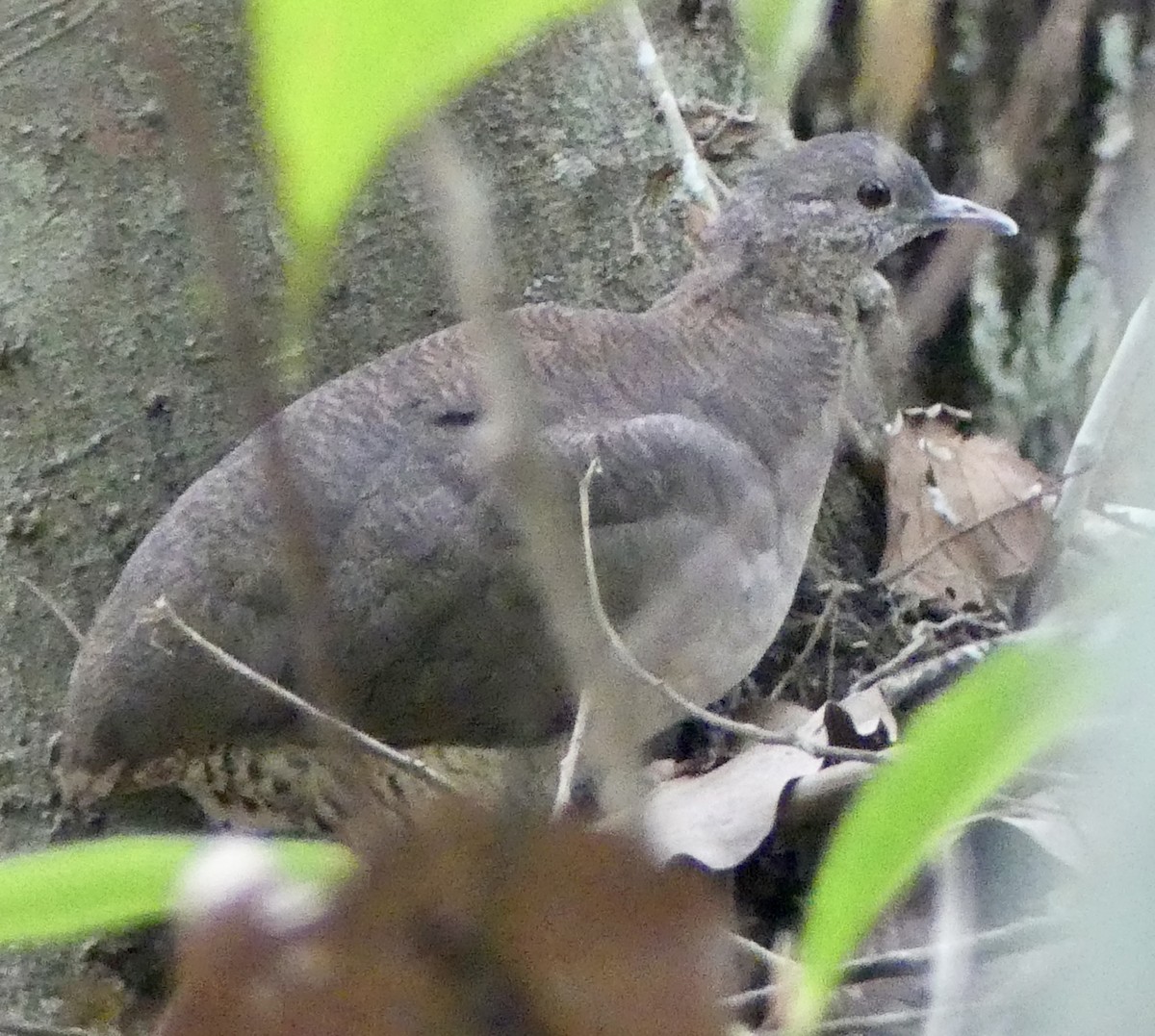 Undulated Tinamou - ML499986971