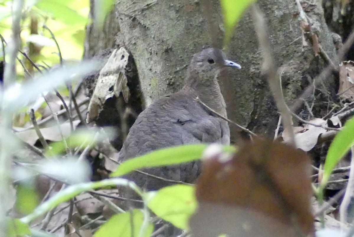 Undulated Tinamou - ML499986991