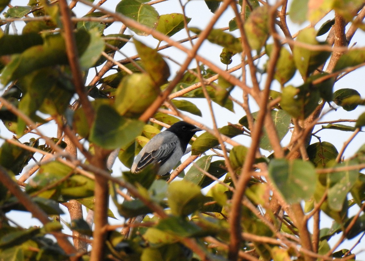 Black-headed Cuckooshrike - ML499989701