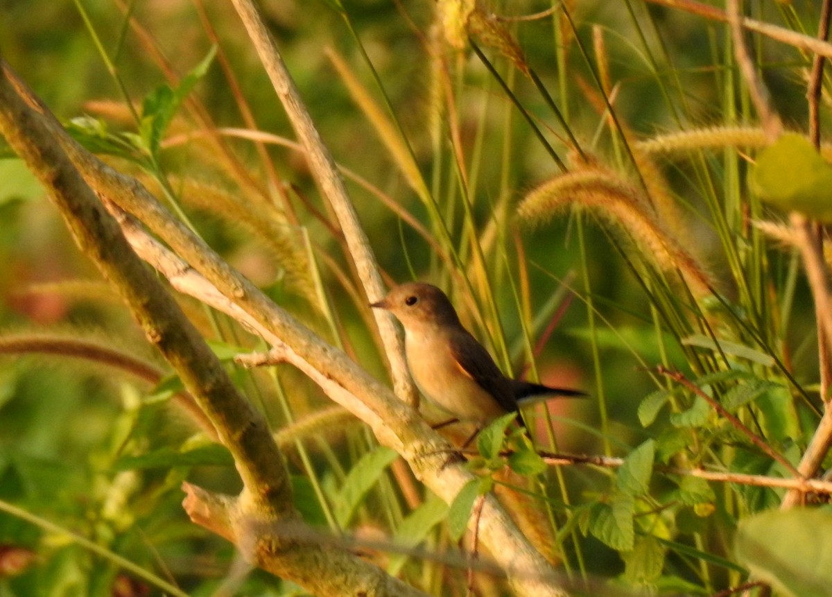 Red-breasted Flycatcher - ML499989981
