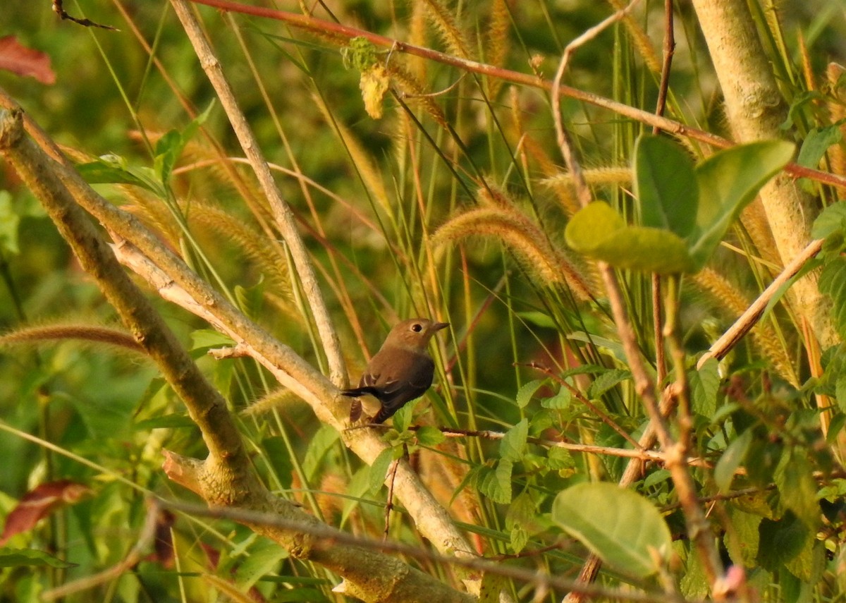 Red-breasted Flycatcher - ML499989991
