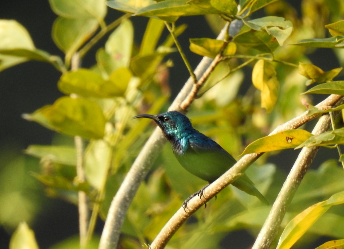 Purple Sunbird - ML499990321