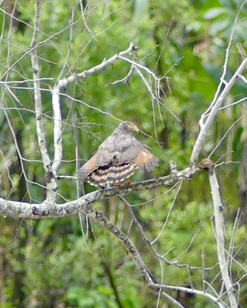 Roadside Hawk - Eleanor Goldberg