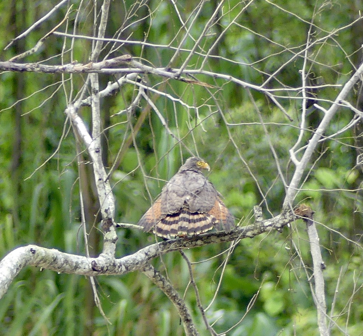 Roadside Hawk - ML499990921