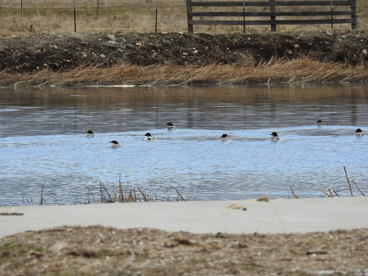 Common Merganser - ML49999341