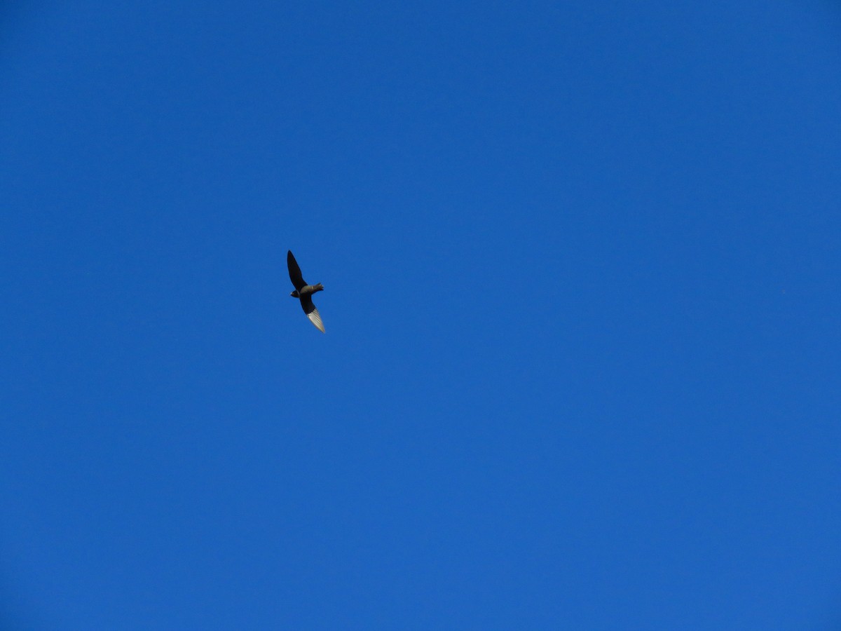 White-collared Swift - ML499993951