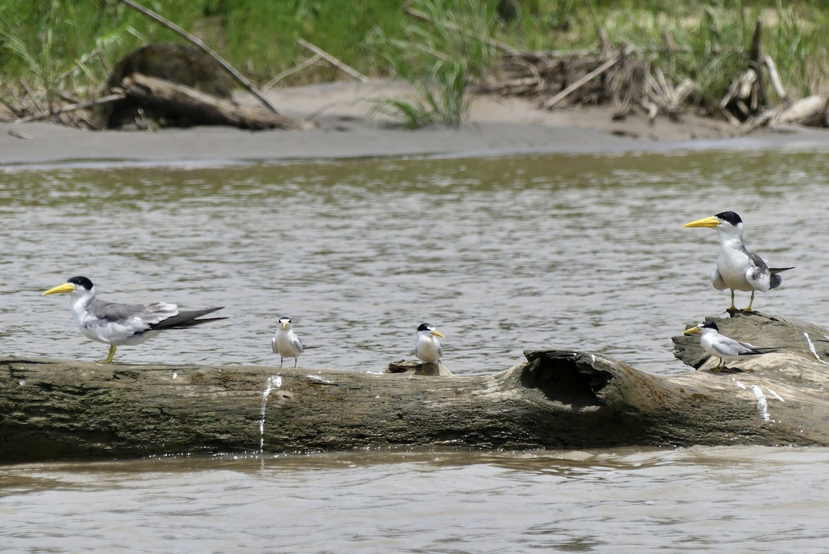 Yellow-billed Tern - Eleanor Goldberg