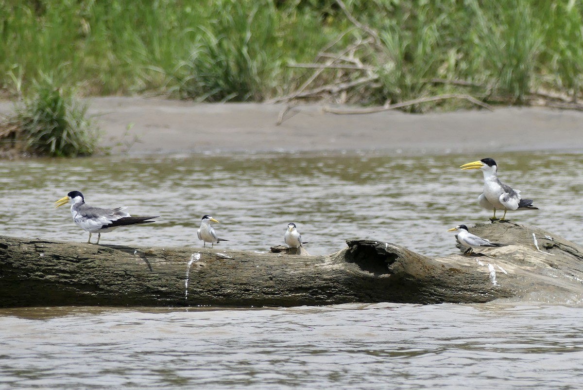 Large-billed Tern - ML499994251