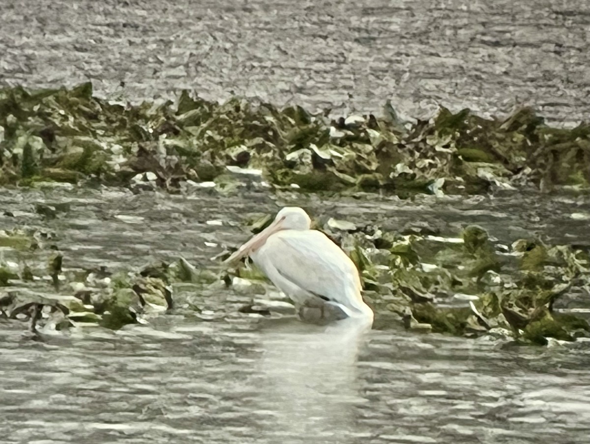 American White Pelican - ML499995961