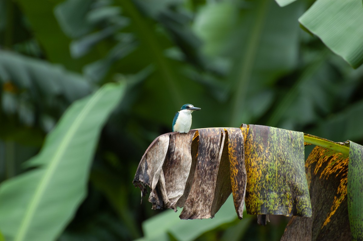 Flat-billed Kingfisher - ML499996911