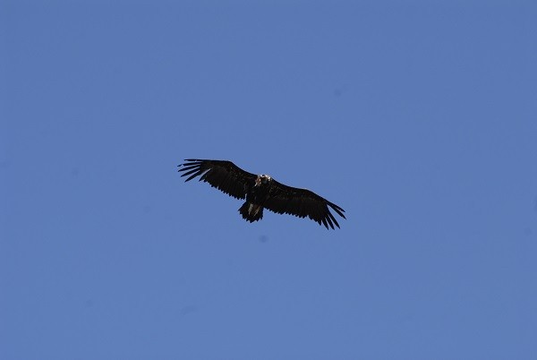 Cinereous Vulture - Hugo Foxonet