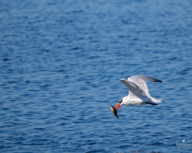 Caspian Tern - ML499998111