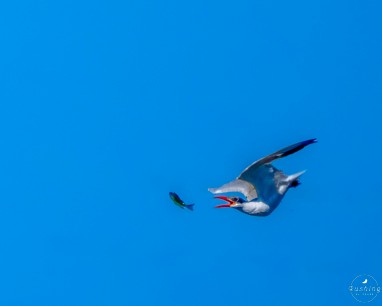 Caspian Tern - Steve Rushing