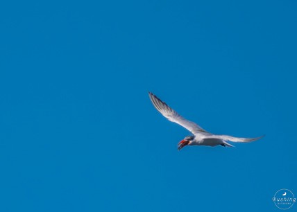 Caspian Tern - ML499998141