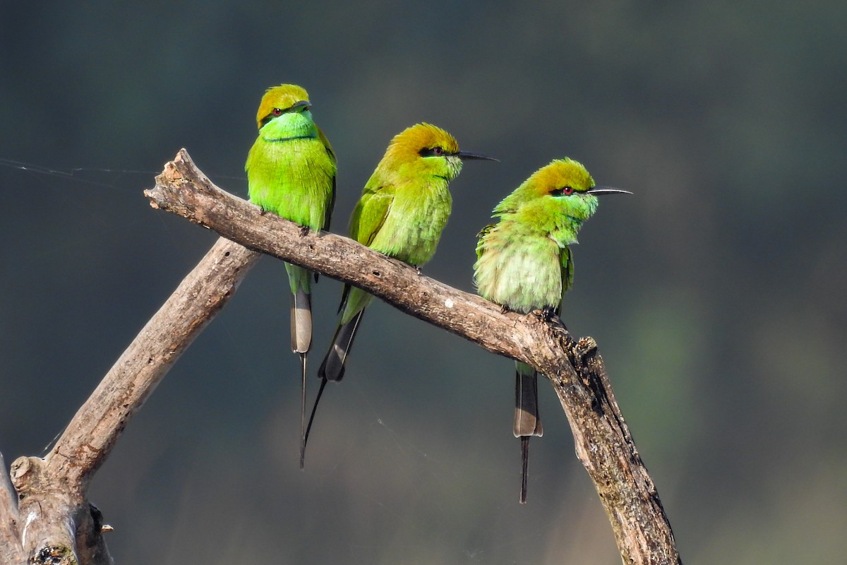 Asian Green Bee-eater - ML500000121