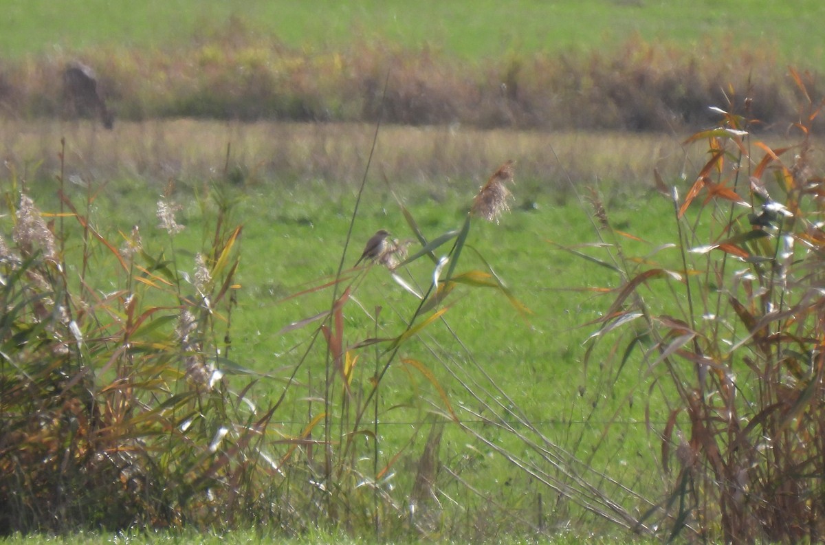 Isabelline Shrike - ML500000621