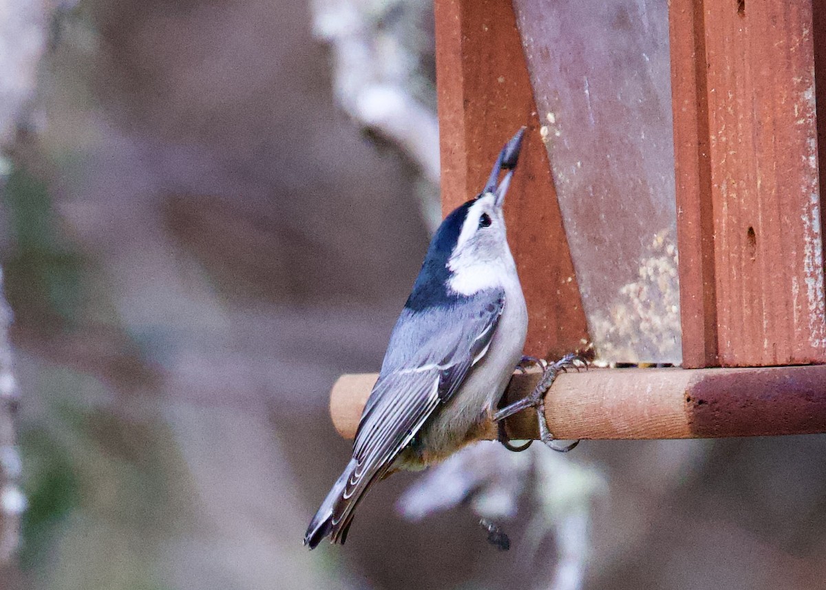 White-breasted Nuthatch - ML500001131