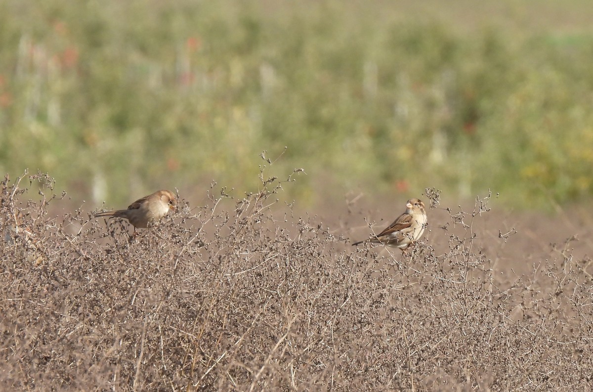 House Sparrow - ML500001191