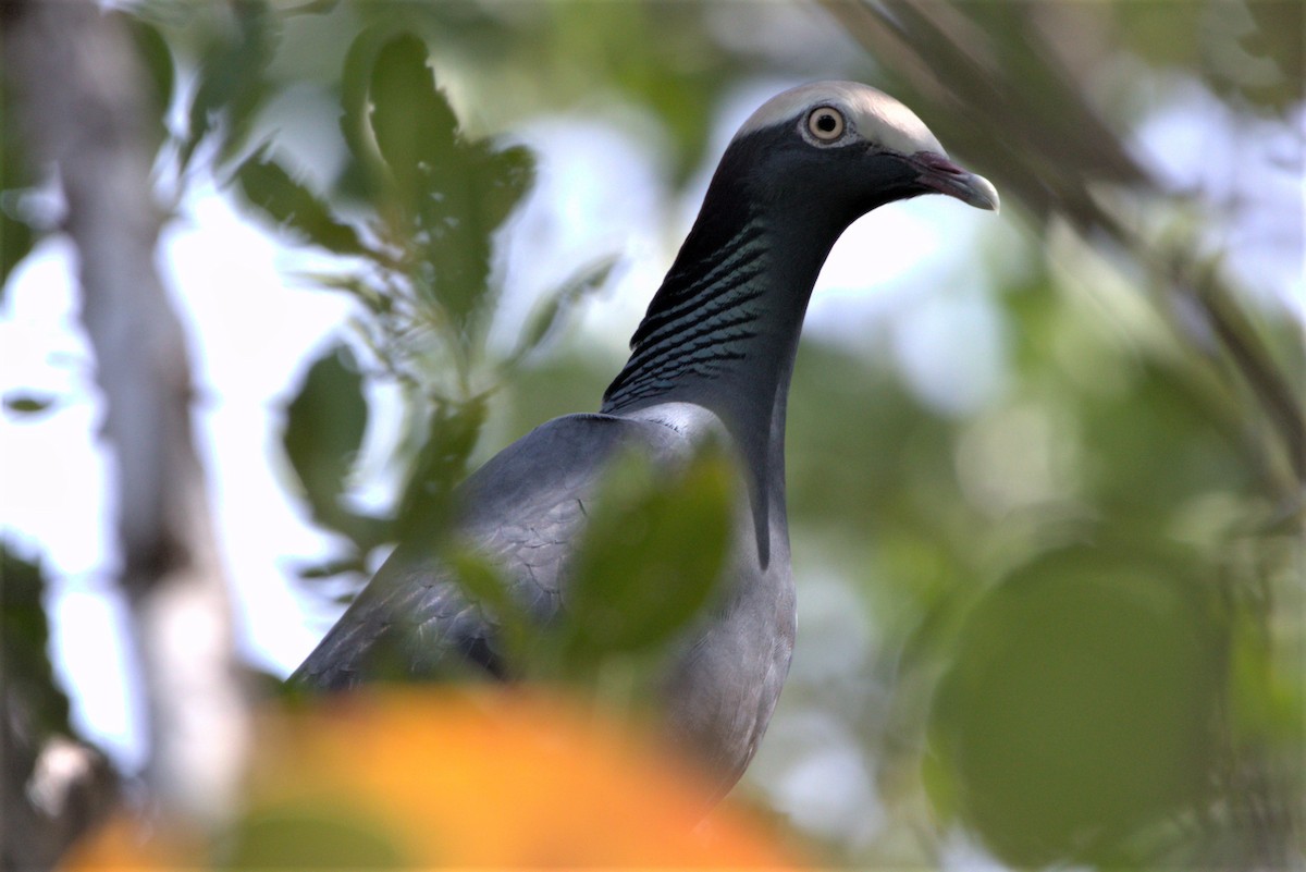 White-crowned Pigeon - ML500001731