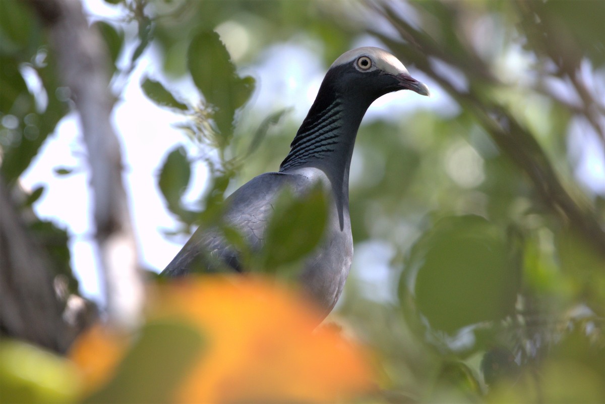 White-crowned Pigeon - ML500001741