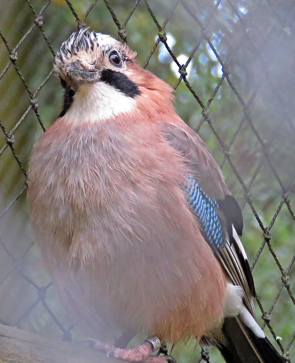 Eurasian Jay - Joao Freitas