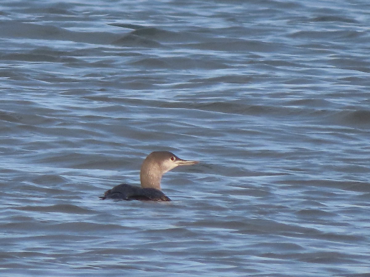 Red-throated Loon - ML500002311