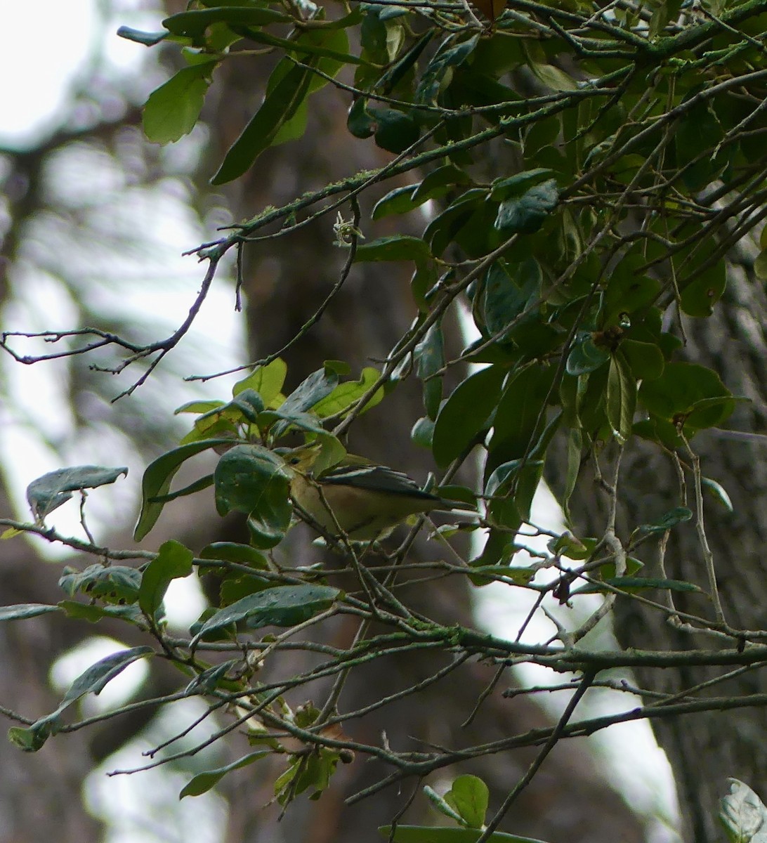 Bay-breasted Warbler - ML500003541