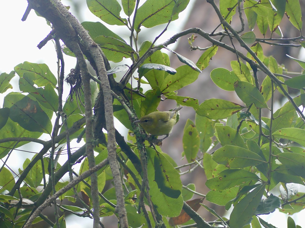 Tennessee Warbler - ML500003591