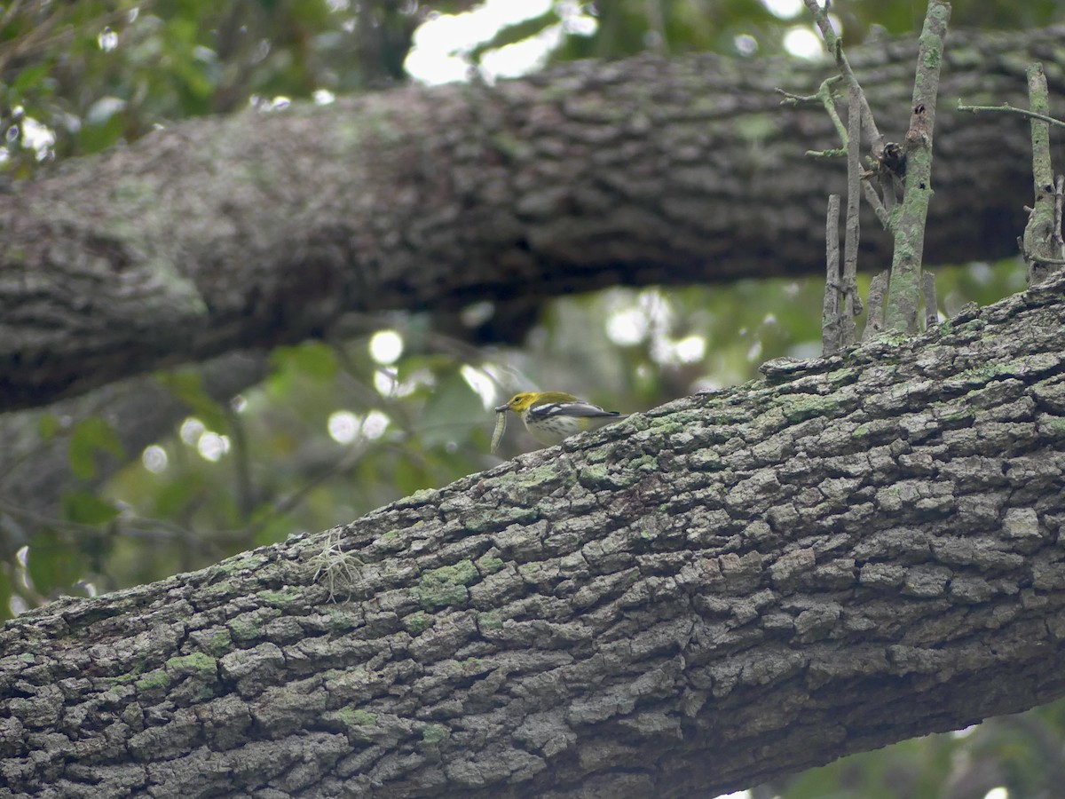 Black-throated Green Warbler - ML500003721