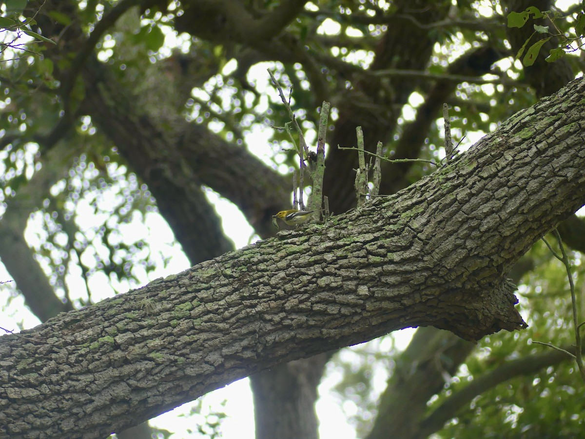 Black-throated Green Warbler - ML500003811