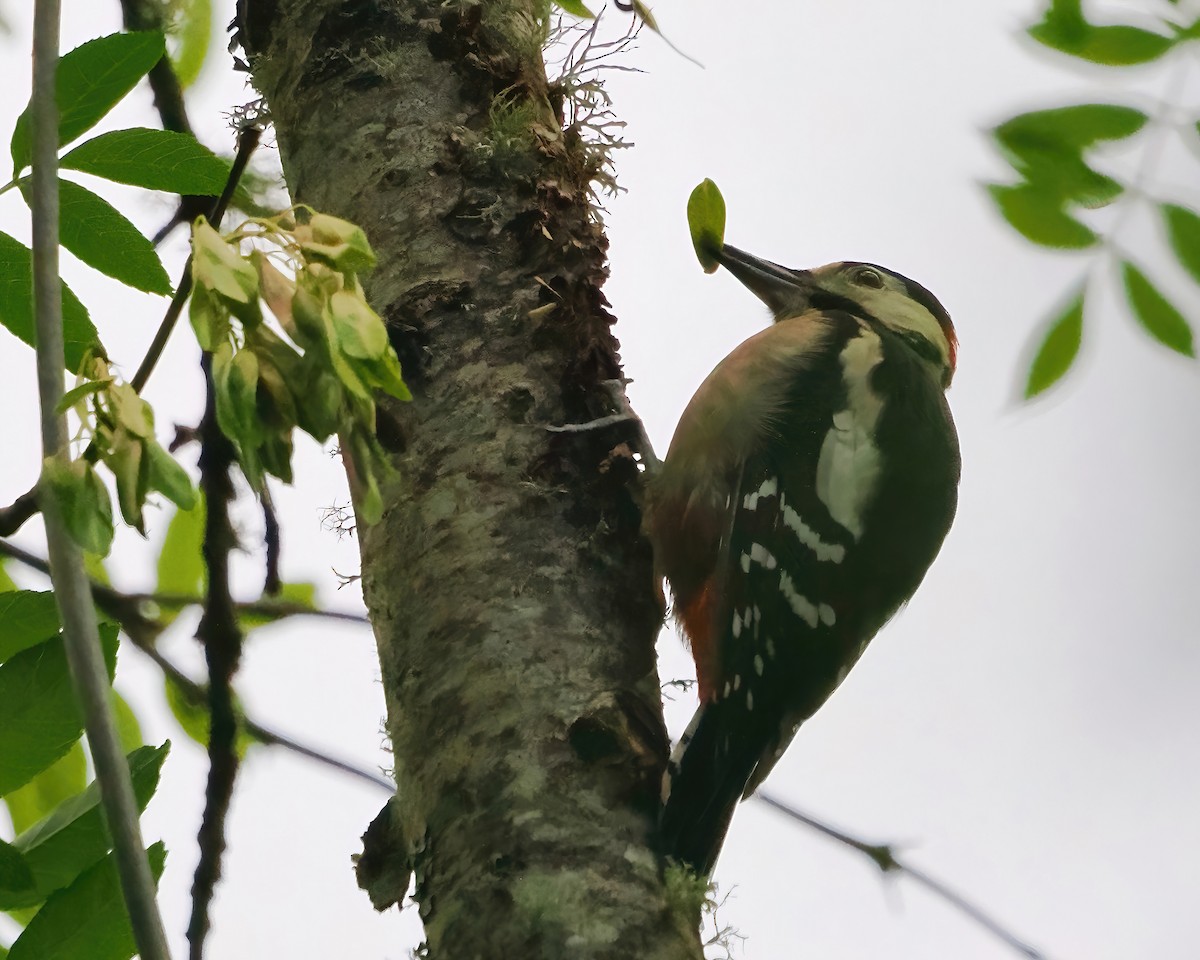 Great Spotted Woodpecker - ML500003961