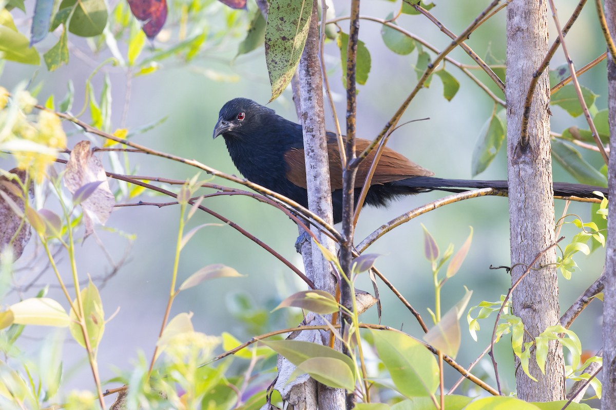 Malagasy Coucal - ML500005011