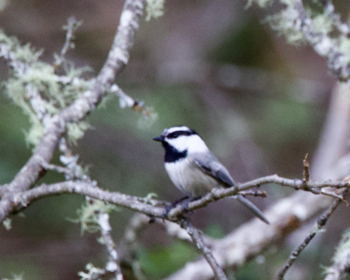 Mountain Chickadee - ML500005021