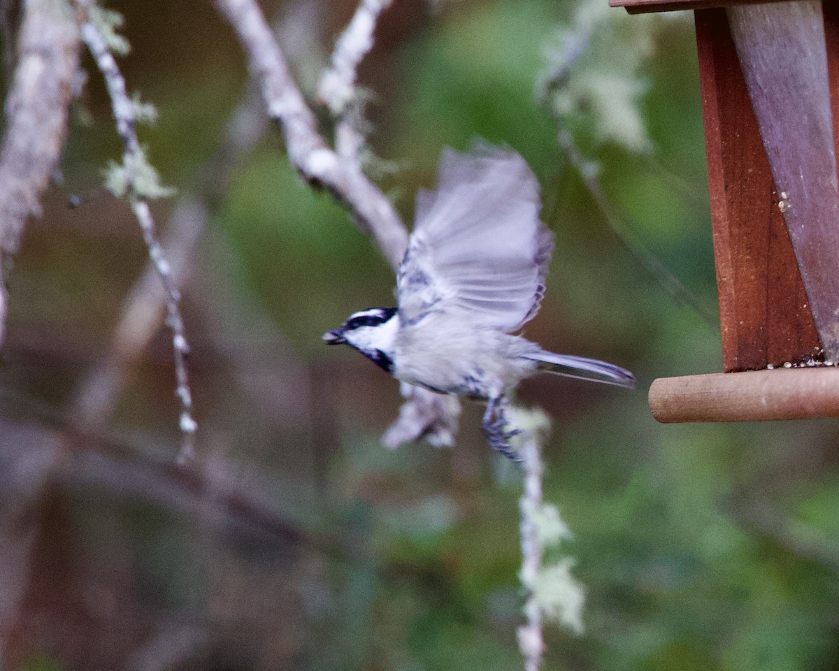 Mountain Chickadee - ML500005031