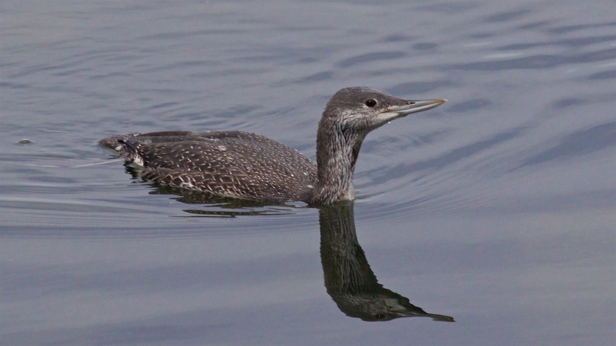 Red-throated Loon - Ed Harper