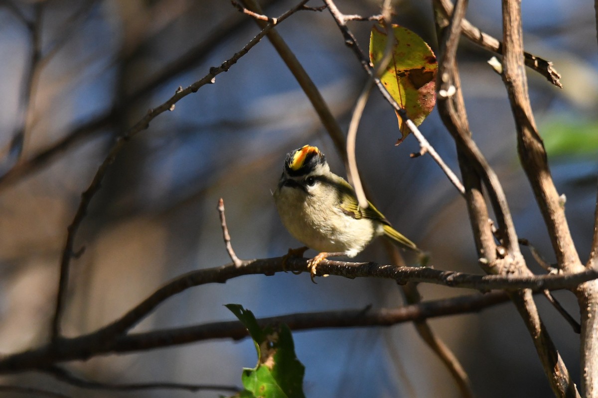 Golden-crowned Kinglet - Larkin Sisson