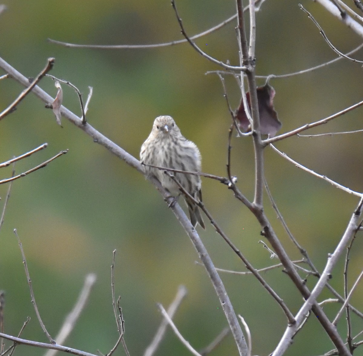 Pine Siskin - ML500006451