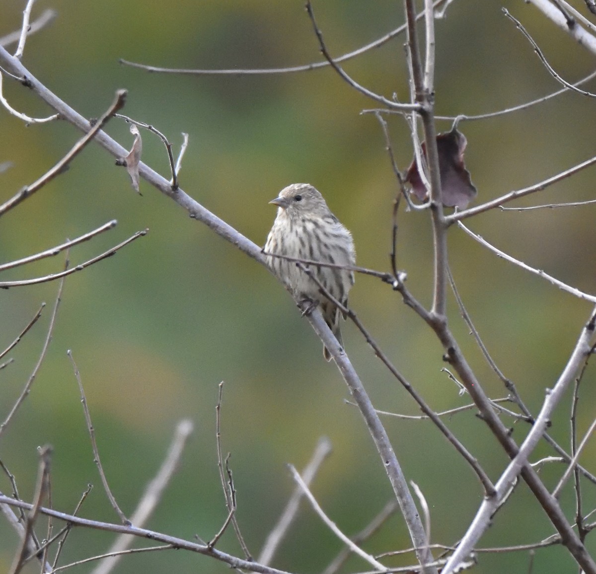 Pine Siskin - ML500006461