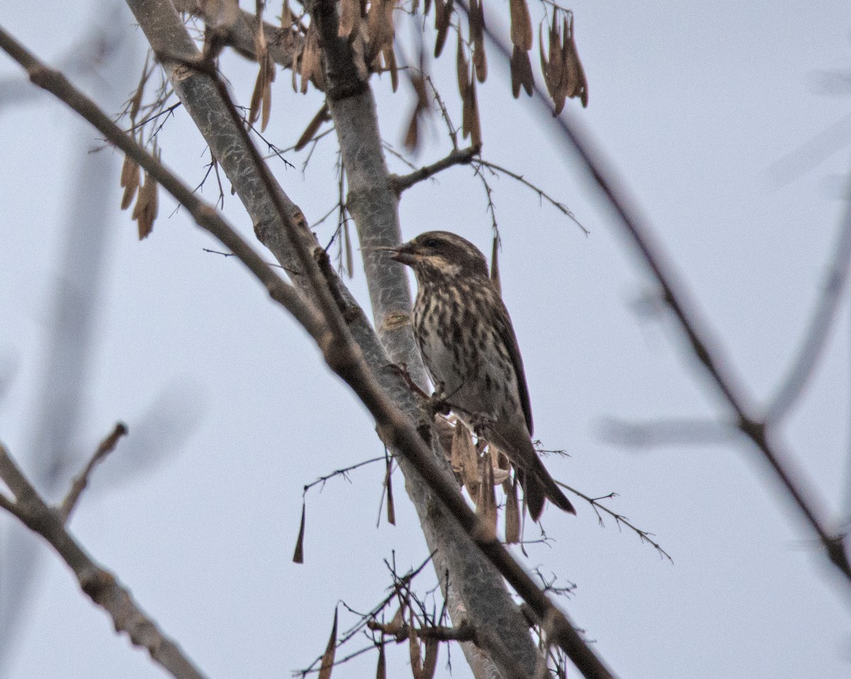 Purple Finch - ML500006591