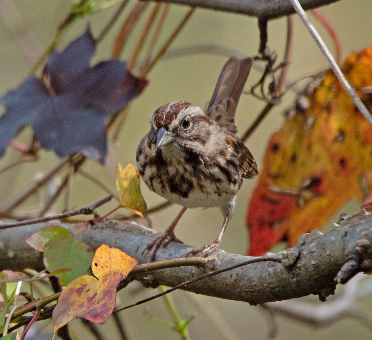 Song Sparrow - ML500006601