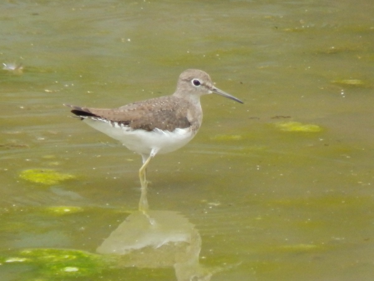 Solitary Sandpiper - ML500007051