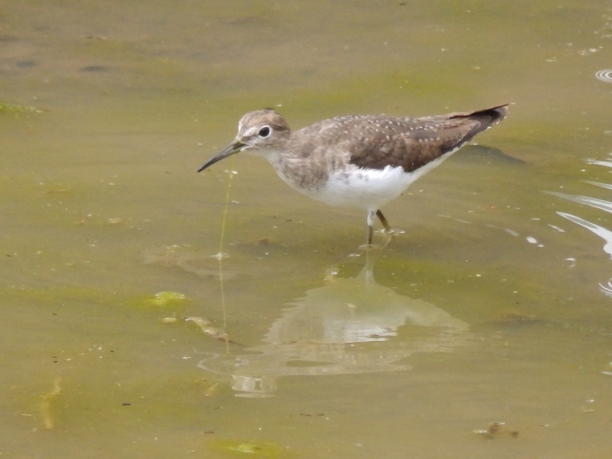 Solitary Sandpiper - ML500007081