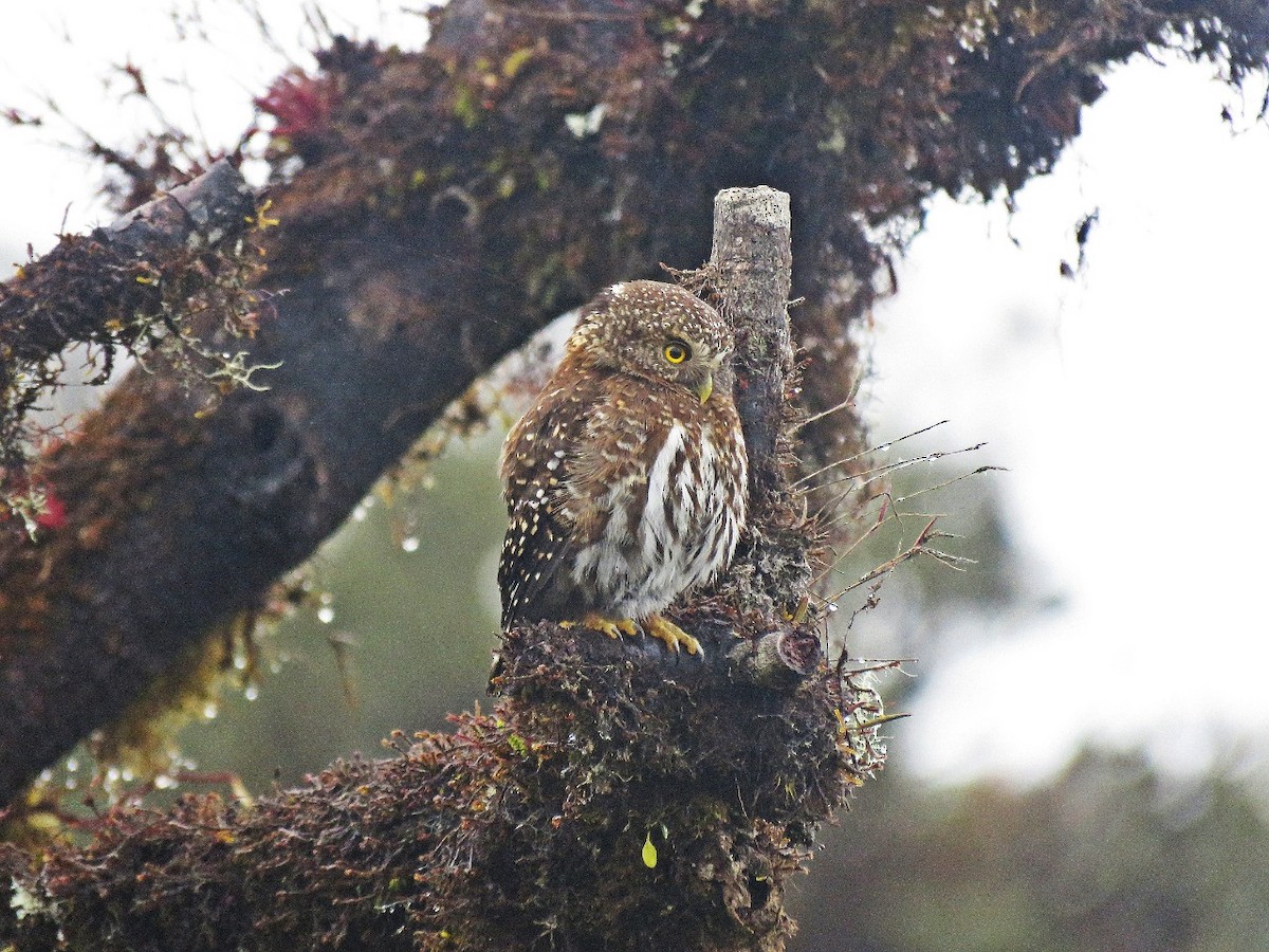 Andean Pygmy-Owl - Barry Walker