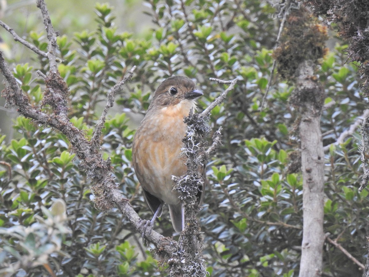 Tawny Antpitta - ML500007661