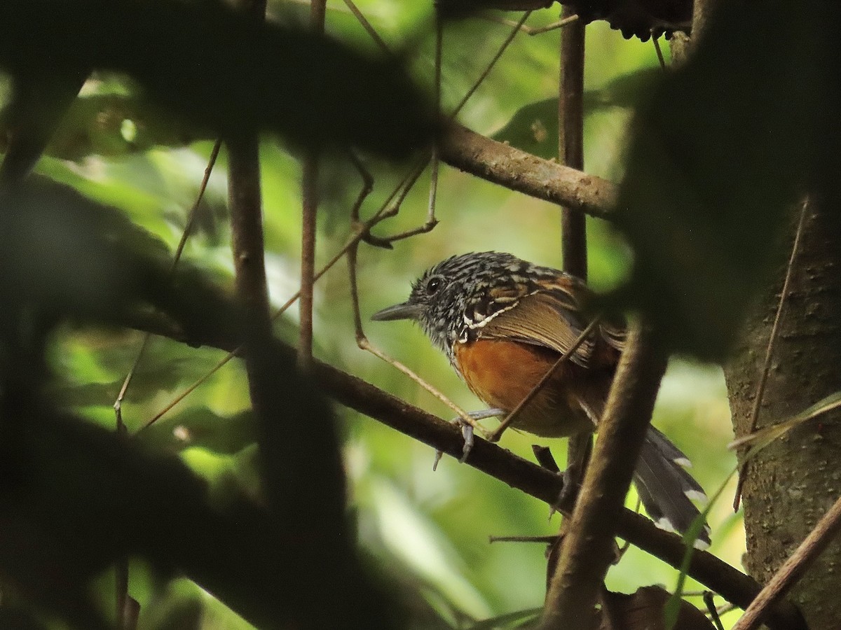 East Andean Antbird - Santiago Dueñas Trejo