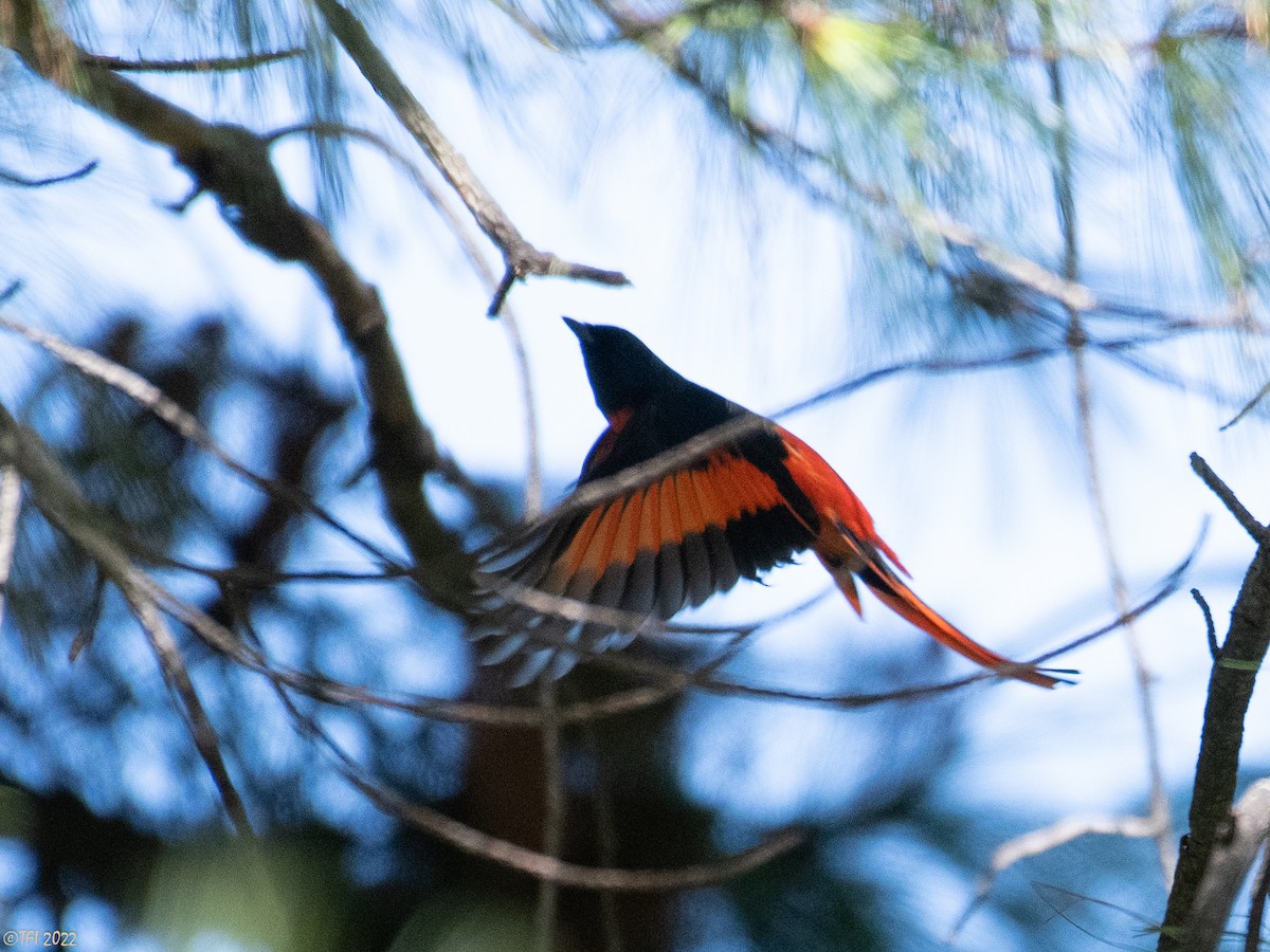 Long-tailed Minivet - T I