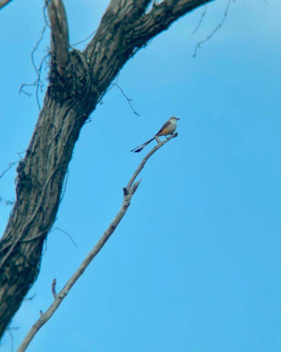 Scissor-tailed Flycatcher - ML500013891