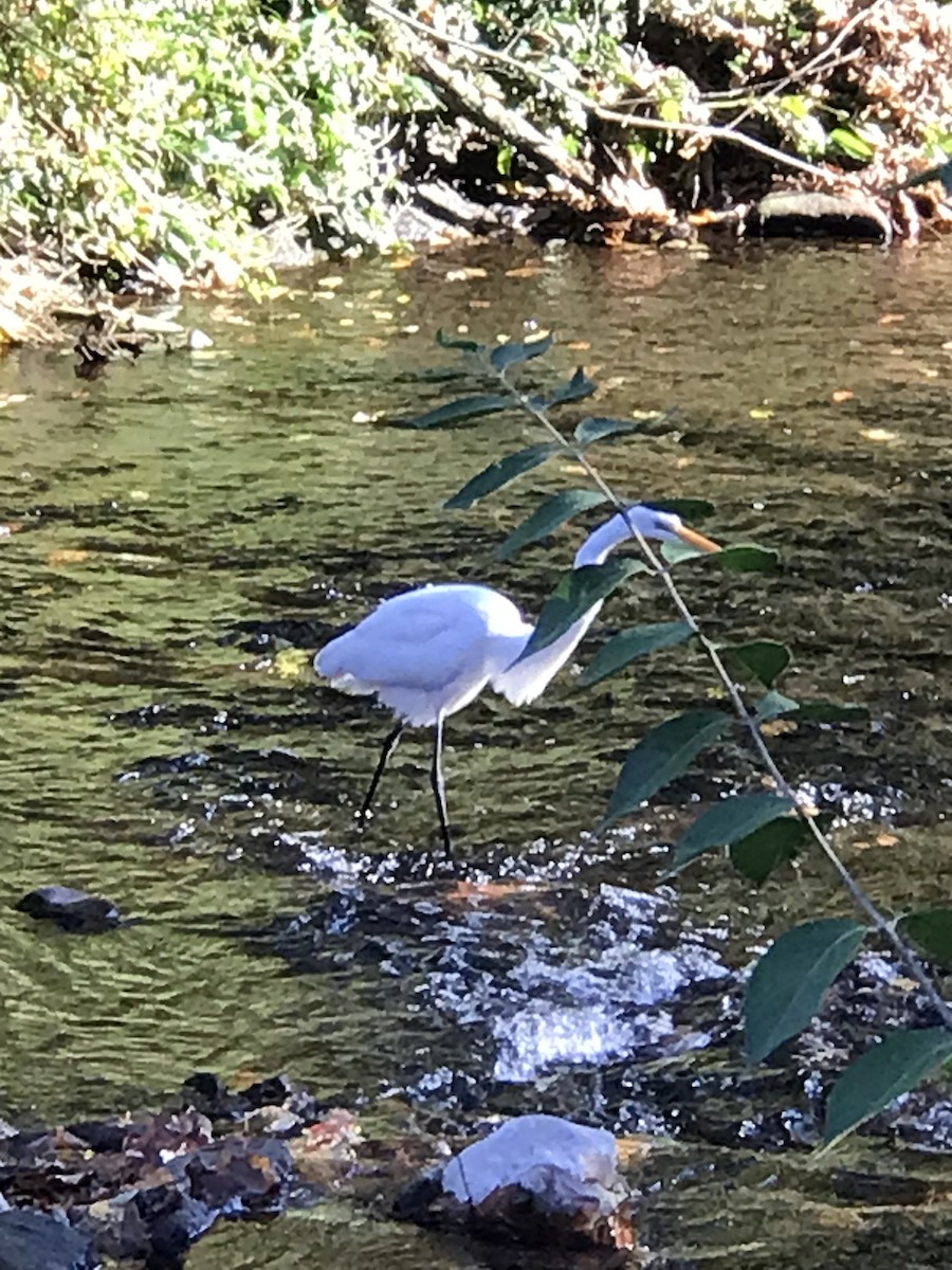 Great Egret - ML500016011