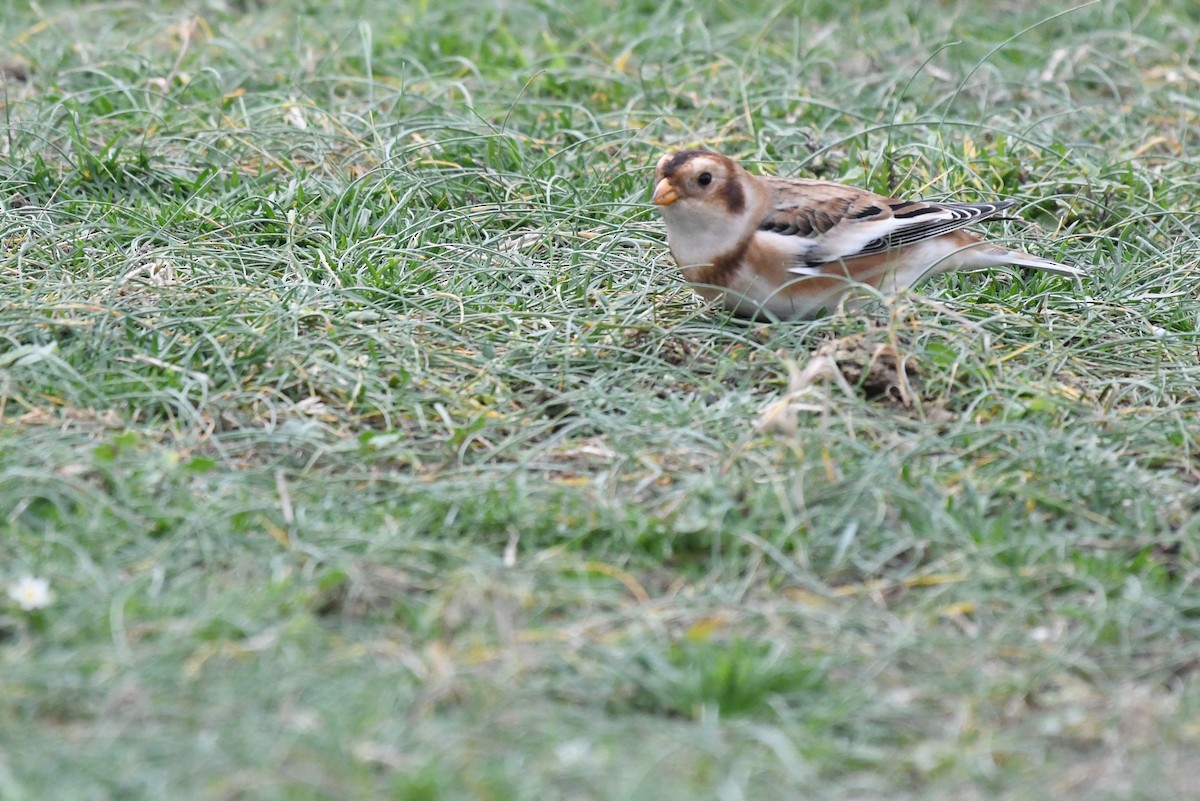 Snow Bunting - ML500016801