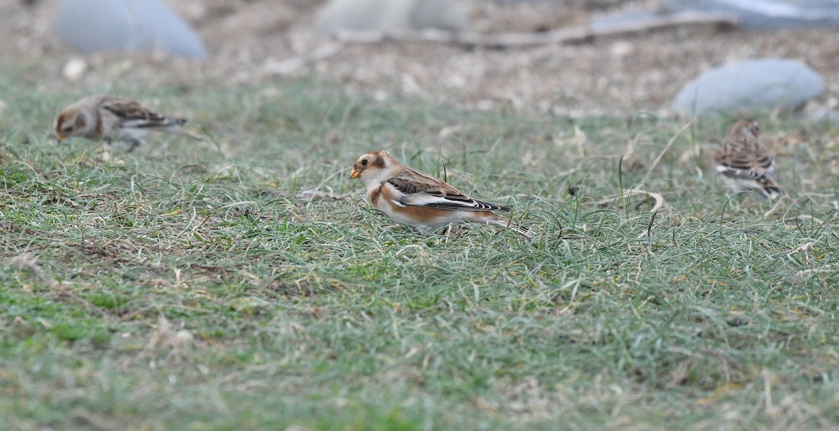 Snow Bunting - ML500016841